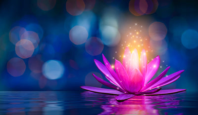 The Magic of Pink Lotus