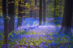 purple lavender fields forest trees 