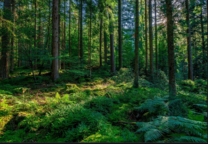 green forest trees