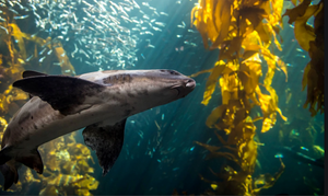 shark deep ocean 