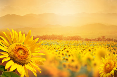 SOLFEGGIO Skin Essence | Sunflower & Amber - Solar