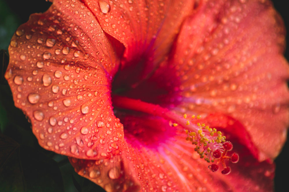 SOLFEGGIO Skin Essence | Hibiscus & Ruby - Root