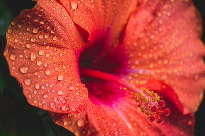 SOLFEGGIO Skin Essence | Hibiscus & Ruby - Root