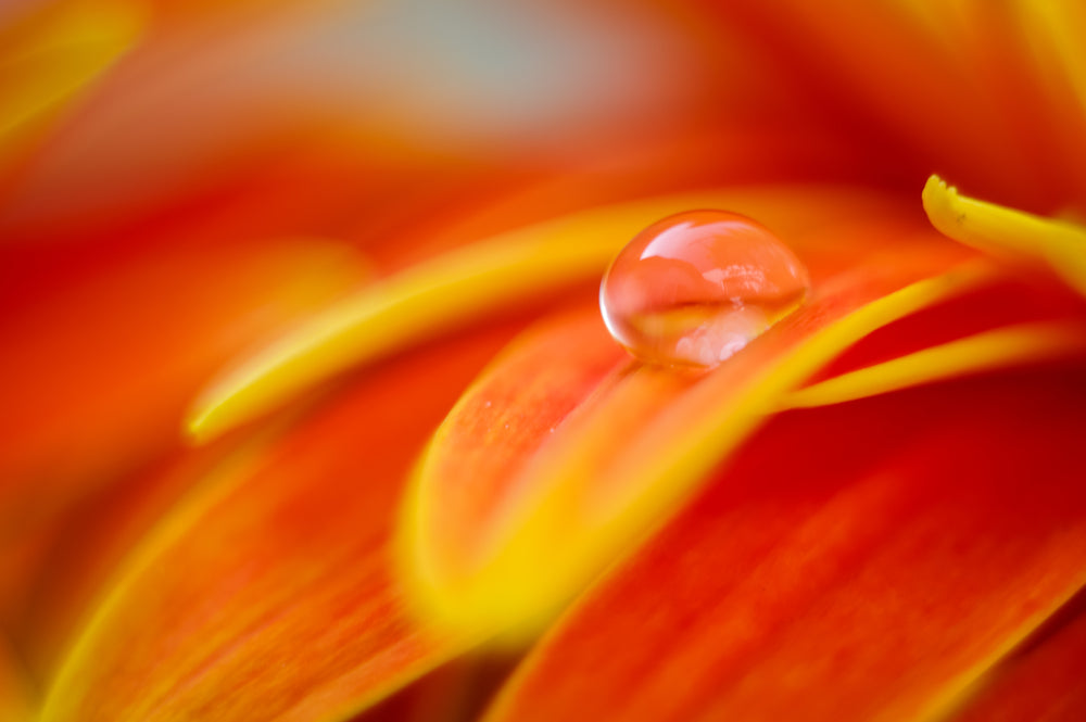 SOLFEGGIO Skin Essence | Citrus Lily & Amber - Sacral