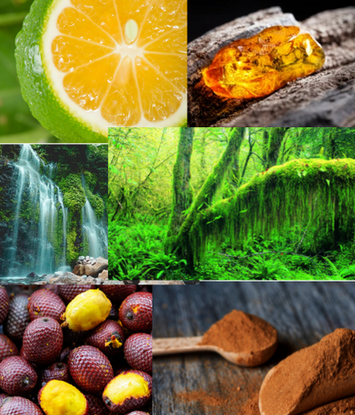 Surreal collage of images showing mossy rainforest, water fall, camu camu fruit, and ancient high vibe amber extract