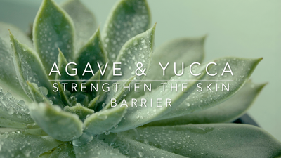 Gave & Yucca Mini Oil