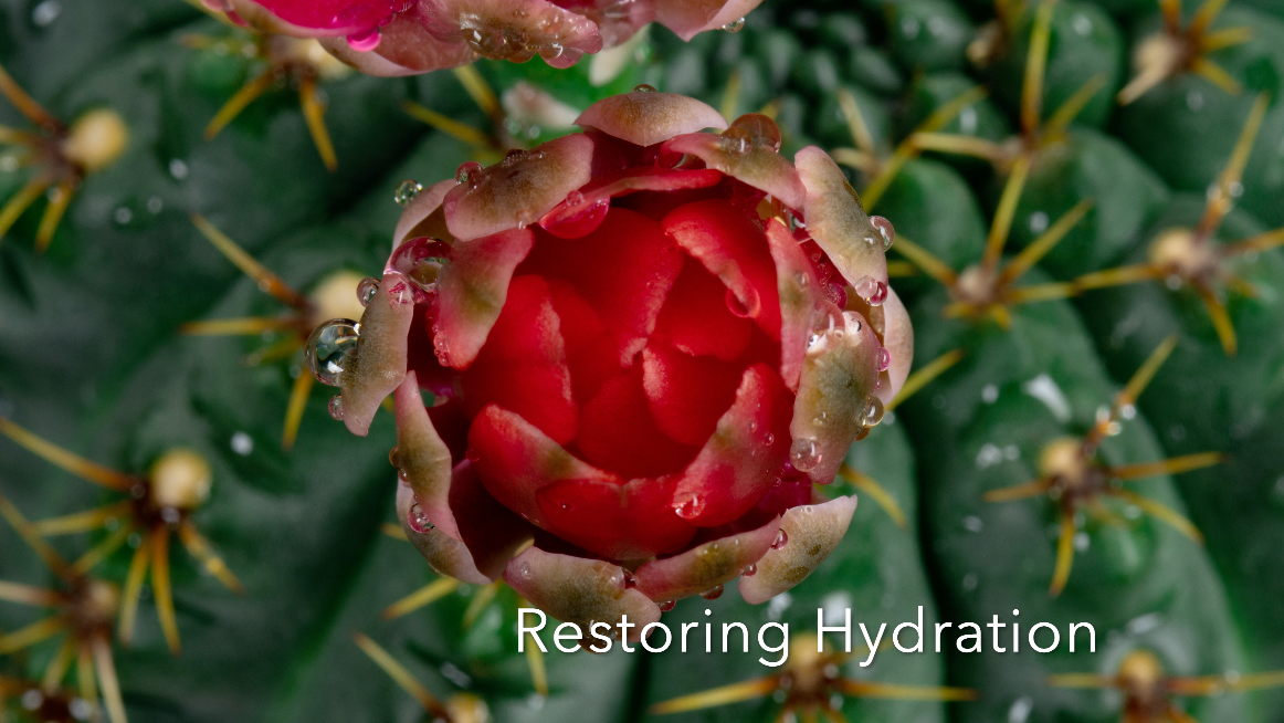 Mini Restoring Hydration Oil