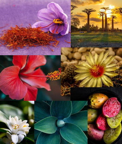 impressive surreal photo collage connecting saffron, baobab trees, hibiscus flowers, prickly pair, and agave cactus as these are the ingredients in this high vibe face oil